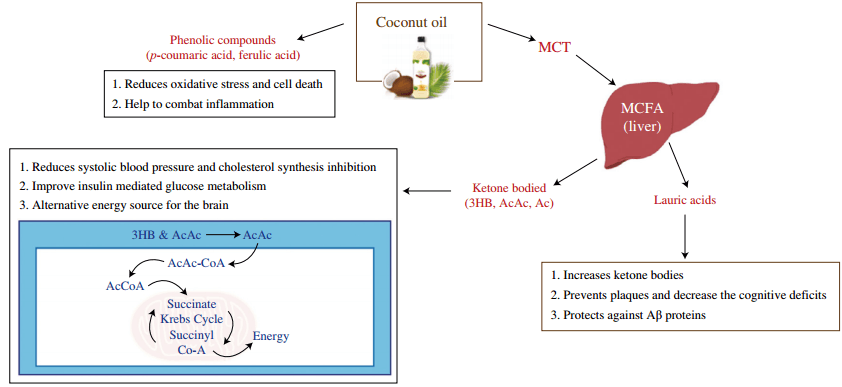 알츠하이머 병에 대한 코코넛 오일 의 치료적 역할